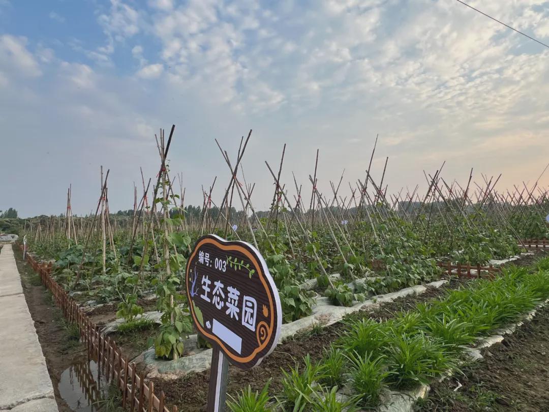 信阳市羊山新区陆庙办事处：生态“小菜园”扮靓乡村振兴新画卷