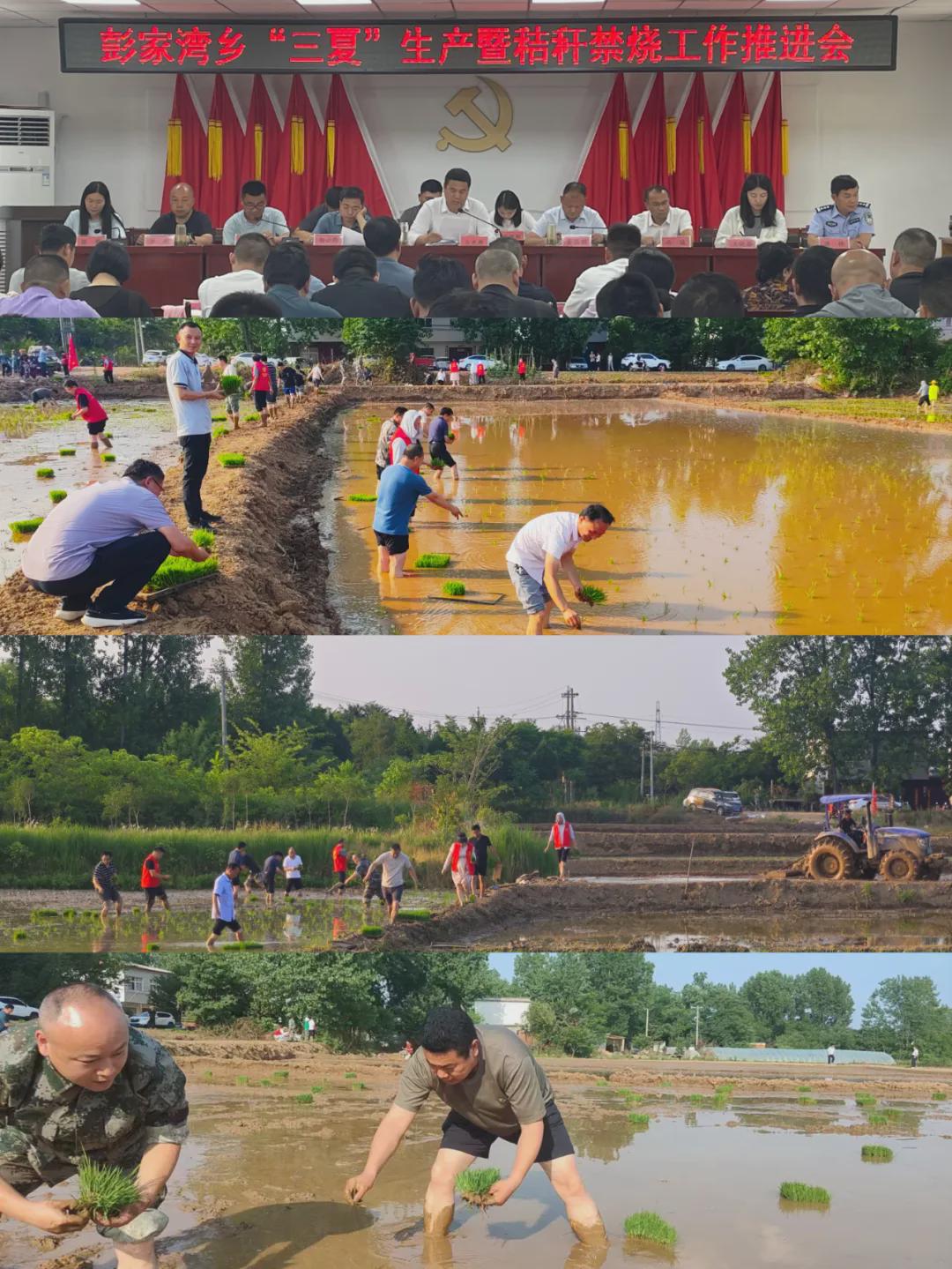 信阳市羊山新区彭家湾乡：风吹麦田千重浪，麦粒渐满穗金黄